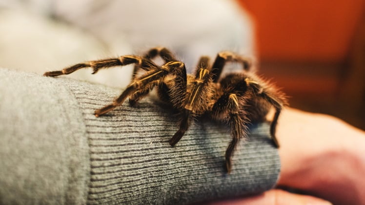 tarantula pet on girl's arm