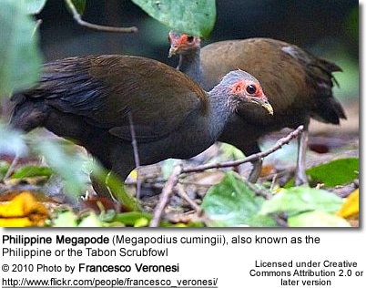 Philippine Megapode (Megapodius cumingii), also known as the Philippine or the Tabon Scrubfowl