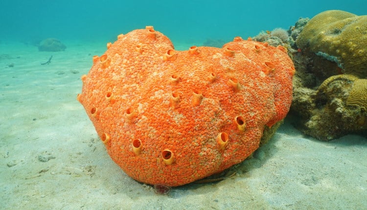 red boring sponge