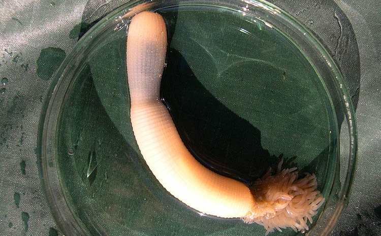 Priapula caudatus Penis Worm