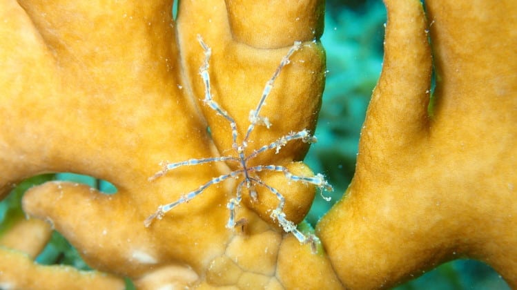 Sea Spider Walking on Fire Coral