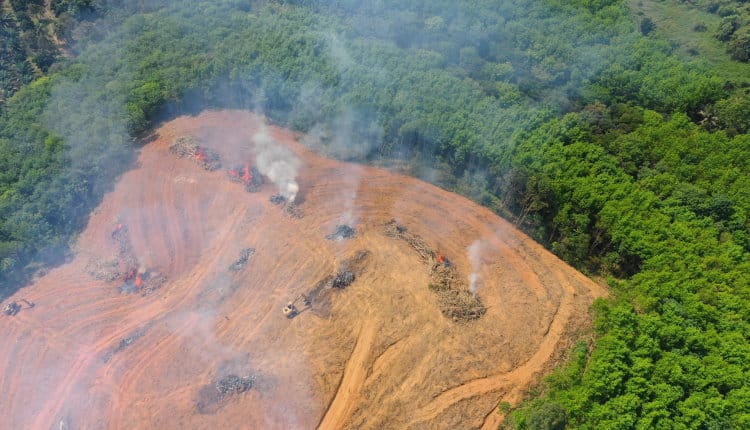 rainforest destruction causing extinction