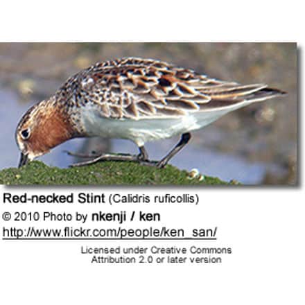 Red-necked Stint (Calidris ruficollis)