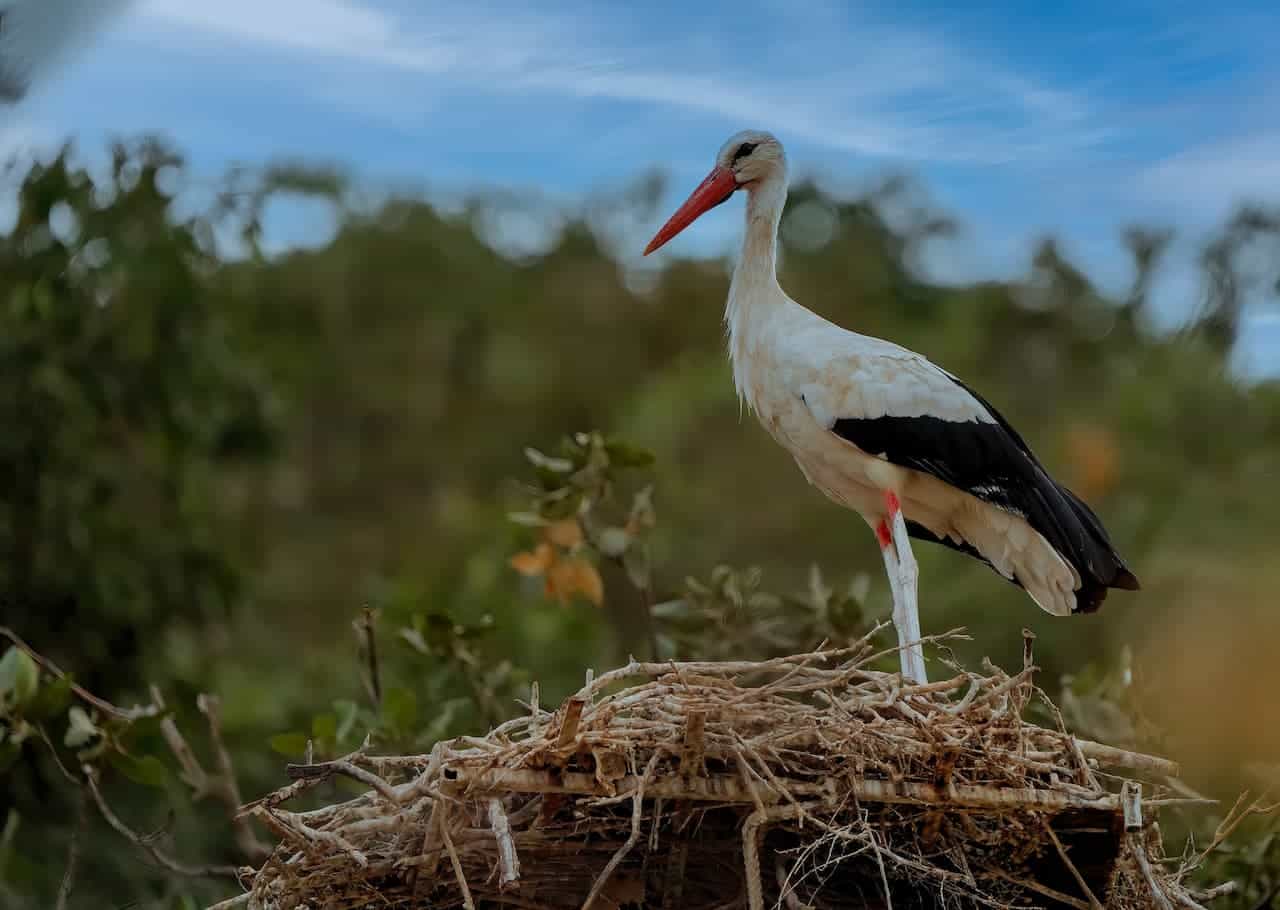 Réunion Sacred Ibises Standing On The Nest