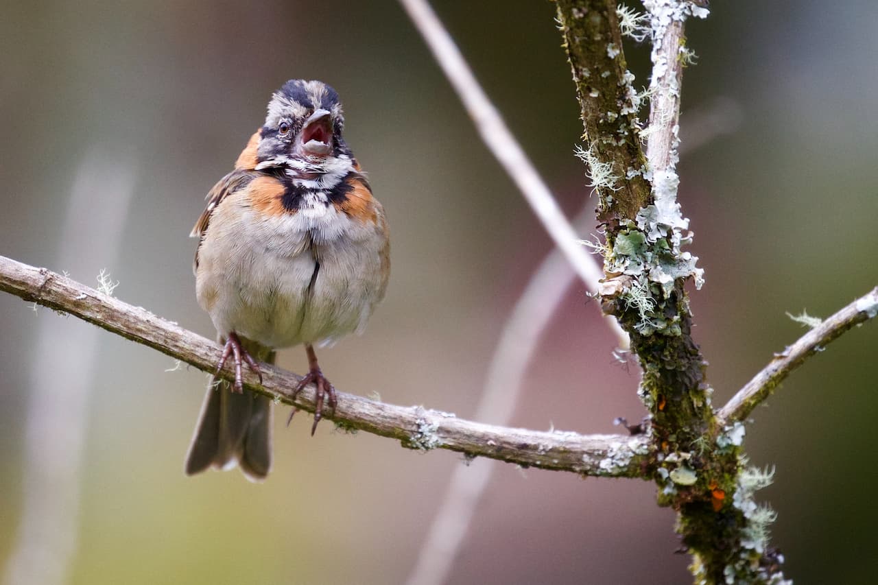 The Rufous-collared Sparrows Making Noise While In The Thorn Of A Tree
