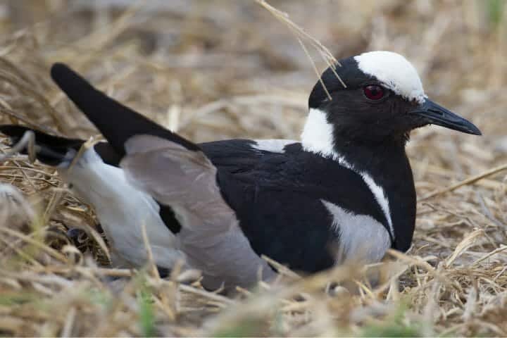 What Is A Swooping Magpie