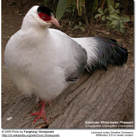Szechuan White-eared Pheasant, Crossoptilon crossoptilon crossoptilon