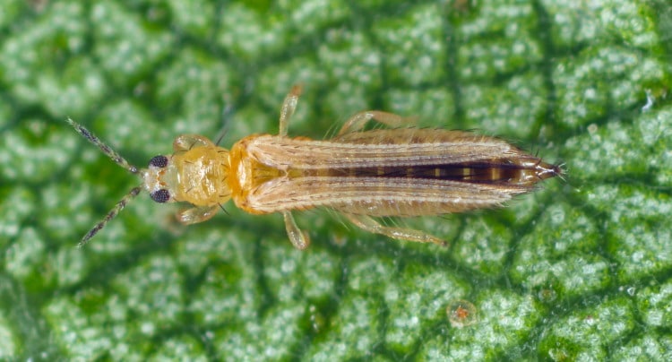 thysanoptera tabaci bugs