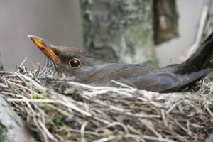 How To Protect A Birds Nest From Rain
