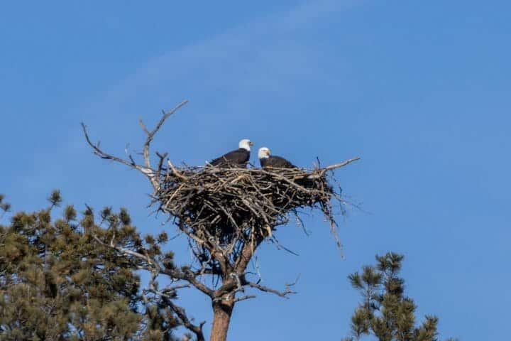 how big is a bald eagle nest