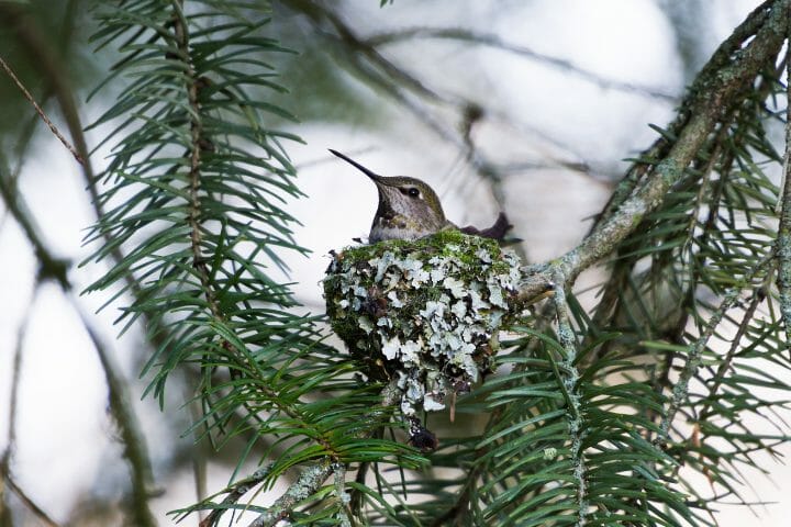 How To Find A Hummingbird Nest in 3 Easy Ways
