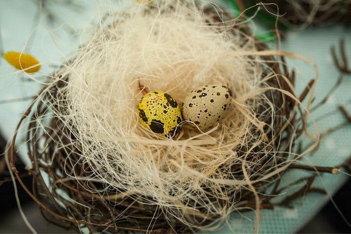 What Do Birds Use To Make A Nest