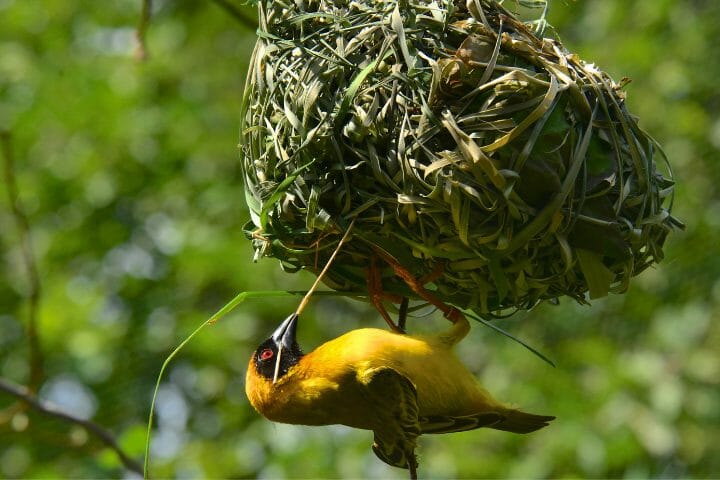 What Makes A Weaver Bird So Interesting?