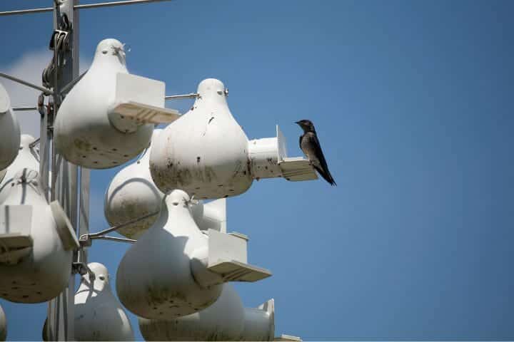 What Direction Should A Purple Martin House Face?
