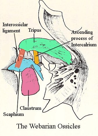 Diagram of the Weberian Ossicles.