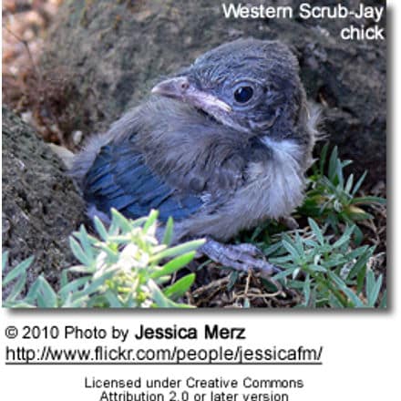 Western Scrub-Jay, Aphelocoma californica