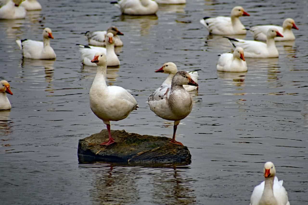 A Group Of White Geese In The Water