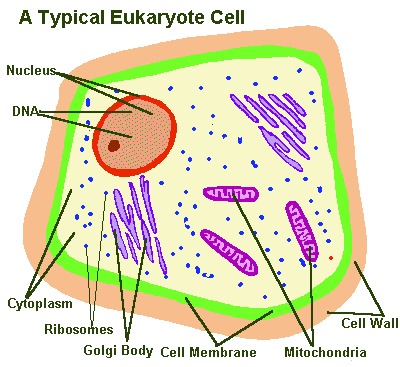 typical eukaryotic cell