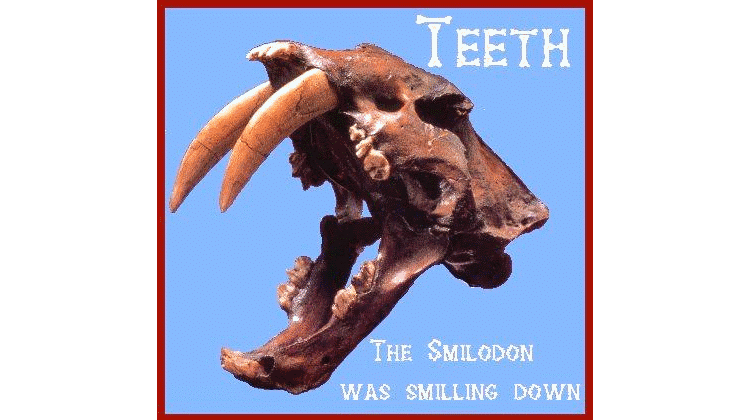 mammal teeth in smilodon