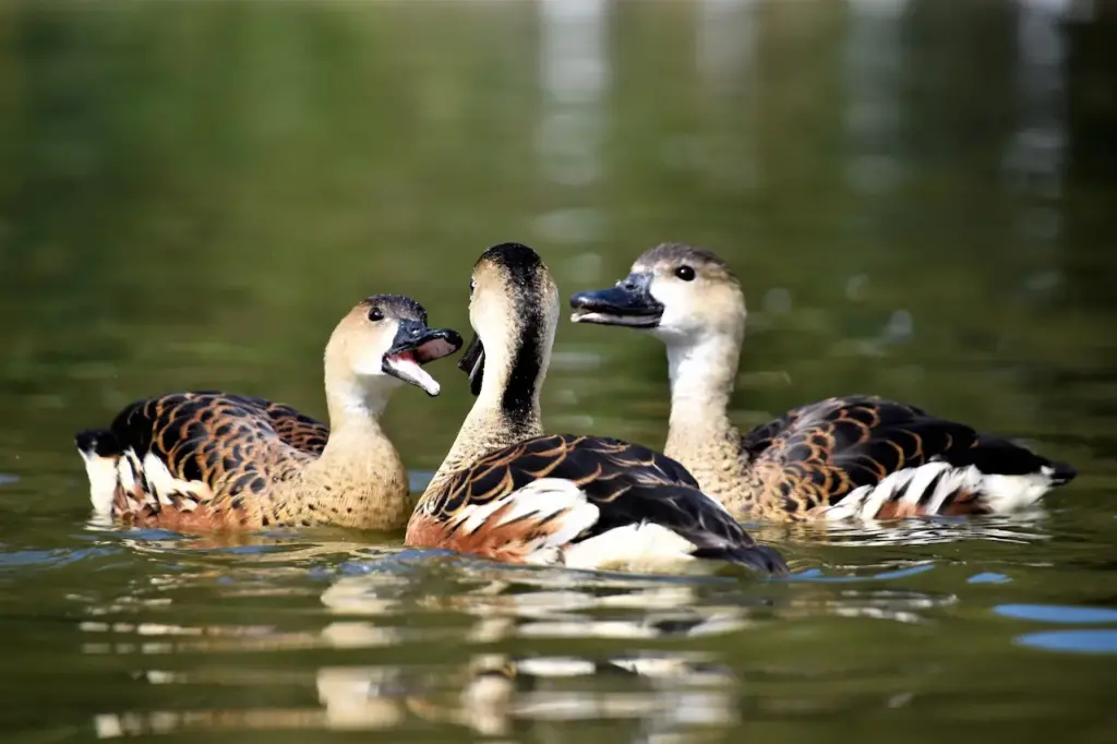3 Ducks on the Water 