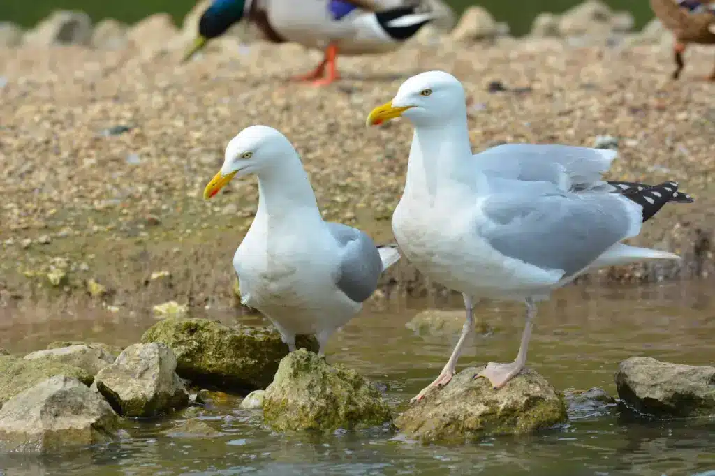 A Pair of Herring Gulls 