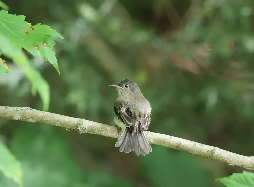 Acadian Flycatchers on the Tree Branch