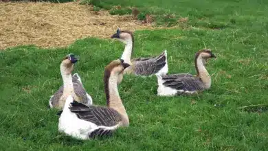 African Geese Sitting on the Grass