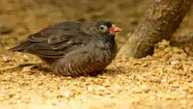The African Quailfinch Resting In The Dry Soil