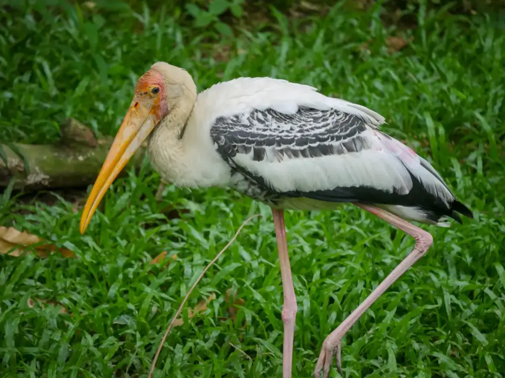 An American White Ibis Species Walking On The Grass