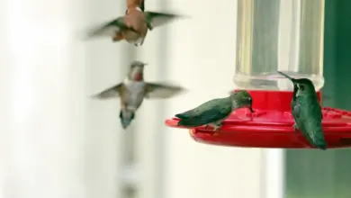 Anna's Hummingbirds gathered around a feeder.