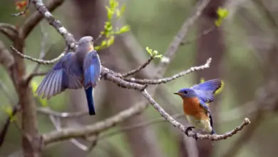 Attracting Bluebirds to Your Garden Playing on a Tree Branch
