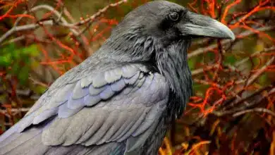 The Australian Ravens Close Up Image