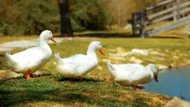 Three Ducks Walking Toward The Pond