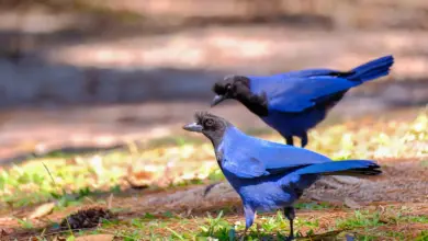 Two Azure Jay Looking For Food on The Ground