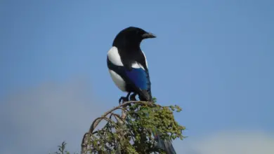 A Black-billed Magpies Rests Above The Tree.