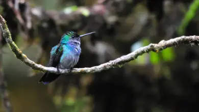 Blue-chested Hummingbirds Perched on a Branch