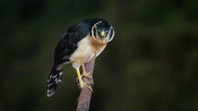 Closeup Image of Buckley's Forest Falcons