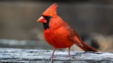 A red Cardinal perching in the backyard.