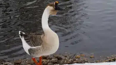 Chinese Goose Strolling Alongside A River