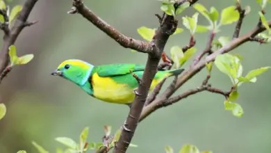 The Chlorophonia Has Vibrant Color In Feathers