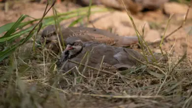 The Chukar Partridge Sleeping on the Grass