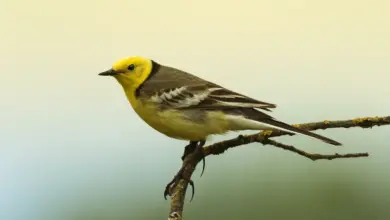 The Citrine Wagtail Perched In A Thorn