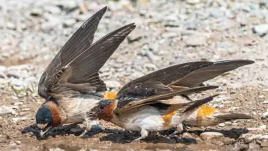 Cliff Swallows Collecting Mud From Dirt
