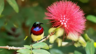 Crimson-backed Sunbirds Perched Next To a Flower