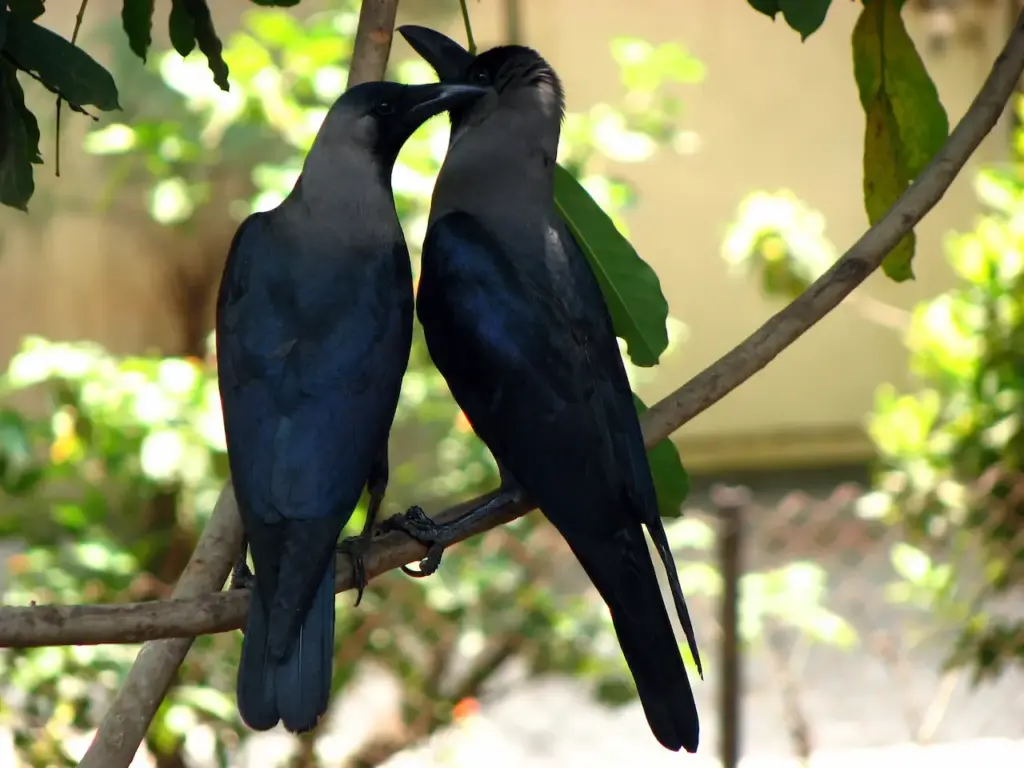 Two Crows Perched on Tree