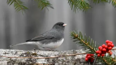 The Dark Eyed Junco Building For A Nesting Spot