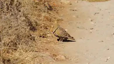 The Double-banded Sandgrouse Looking For Food