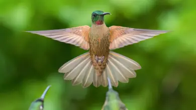 The Fawn-breasted Brilliant Hummingbirds Spread Its Wings