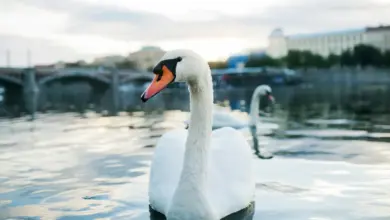 Close Up image of Swan Feeding Swans