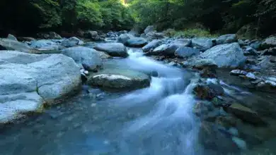 Running Stream Freshwater Ecosystems